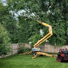 Best Tree Maintenance Programs  in St James, NY